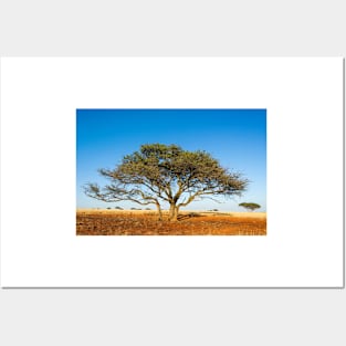 Camel thorn acacia tree in the Kalahari (C021/1700) Posters and Art